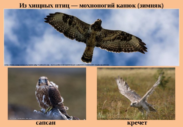 Из хищных птиц — мохноногий канюк (зимняк) сапсан кречет 