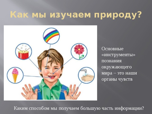 Как мы изучаем природу? Основные «инструменты» познания окружающего мира – это наши органы чувств Каким способом мы получаем большую часть информации? 