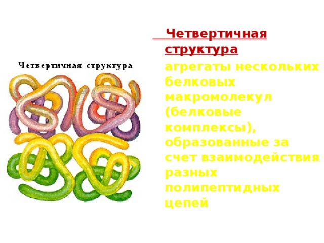  Четвертичная структура   агрегаты нескольких белковых макромолекул (белковые комплексы), образованные за счет взаимодействия разных полипептидных цепей  