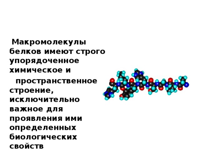   Макромолекулы белков имеют строго упорядоченное химическое и  пространственное строение, исключительно важное для проявления ими определенных биологических свойств 