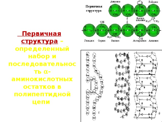  Первичная структура  –  определенный набор и последовательность  -аминокислотных  остатков в полипептидной цепи    