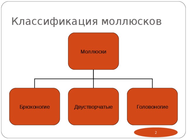 Классификация моллюсков Моллюски Брюхоногие Двустворчатые Головоногие  