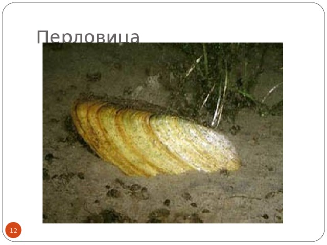 Перловица  