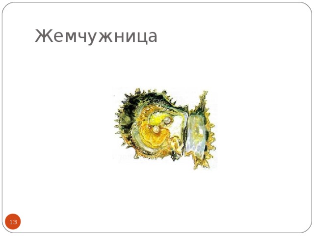 Жемчужница  
