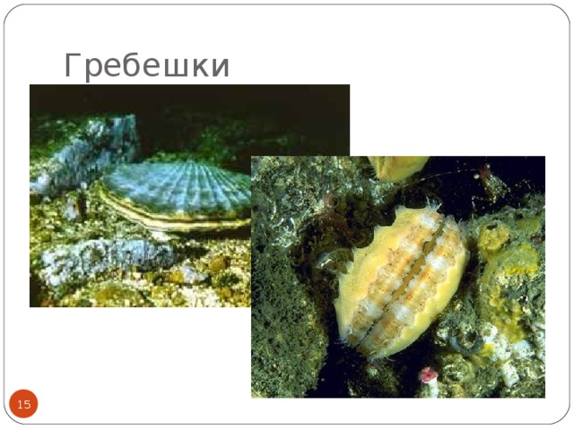 Гребешки  