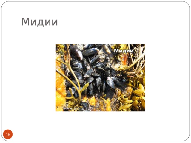 Мидии  