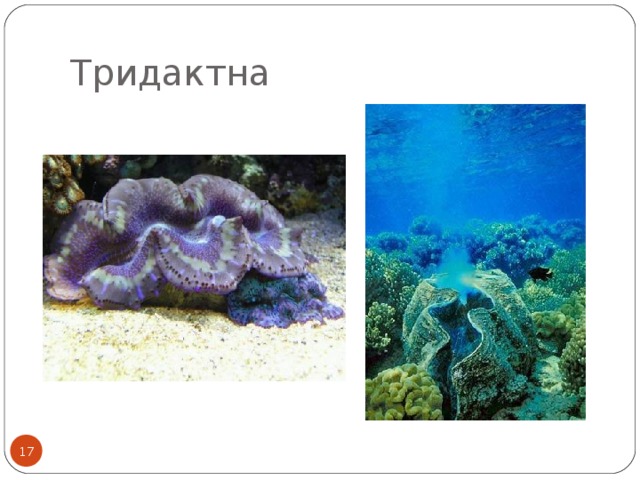 Тридактна  