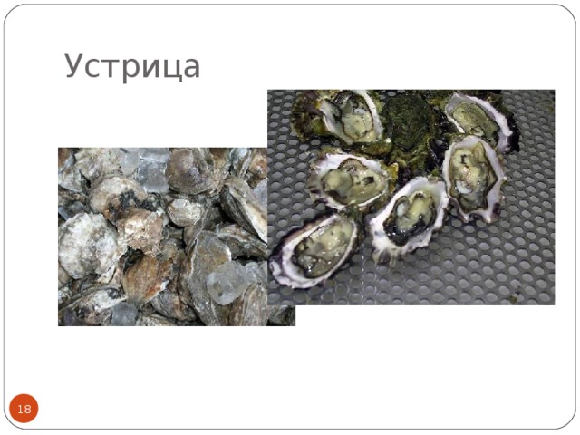Устрица  