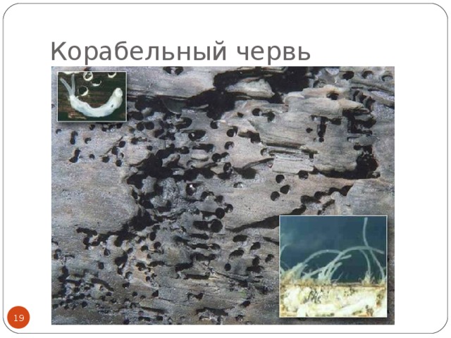 Корабельный червь  