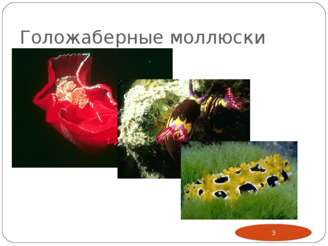 Голожаберные моллюски  