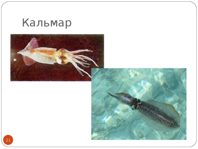 Кальмар  