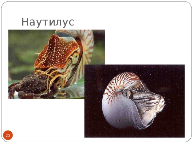 Наутилус  