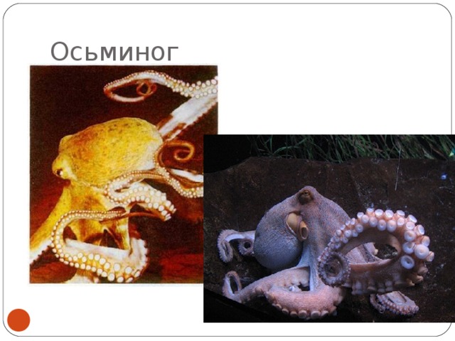 Осьминог 