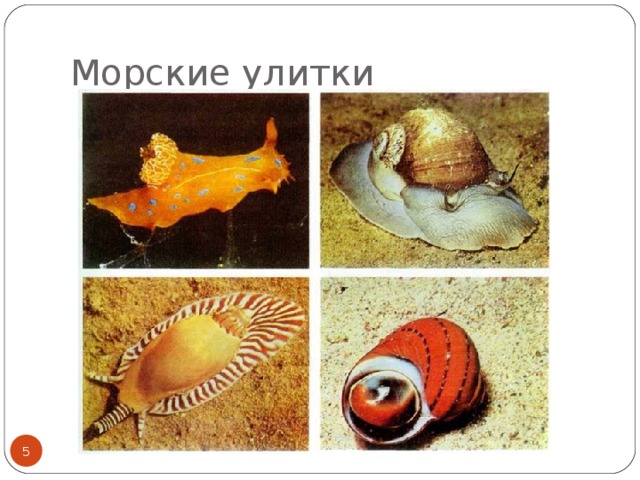 Морские улитки  
