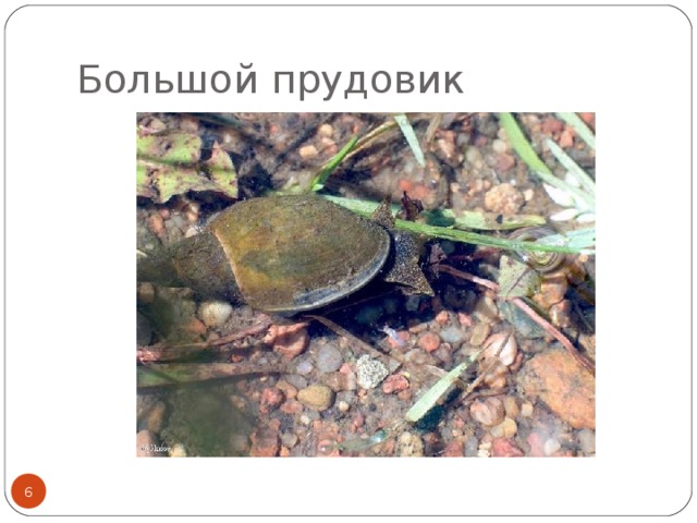 Большой прудовик  
