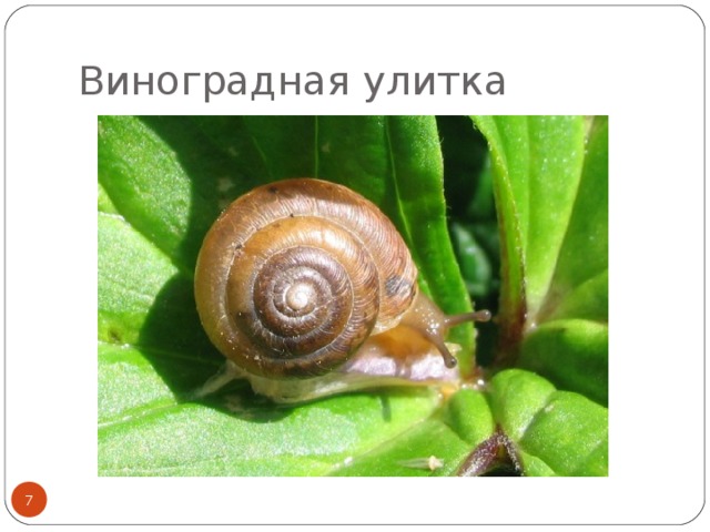 Виноградная улитка  
