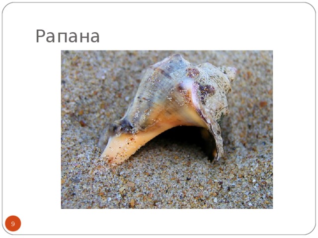 Рапана  