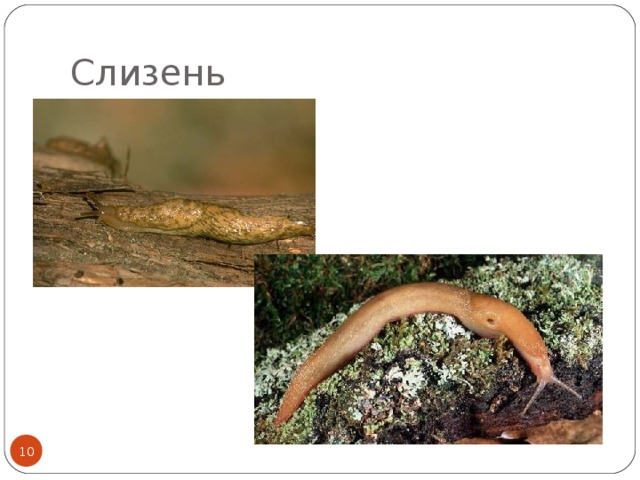Слизень  