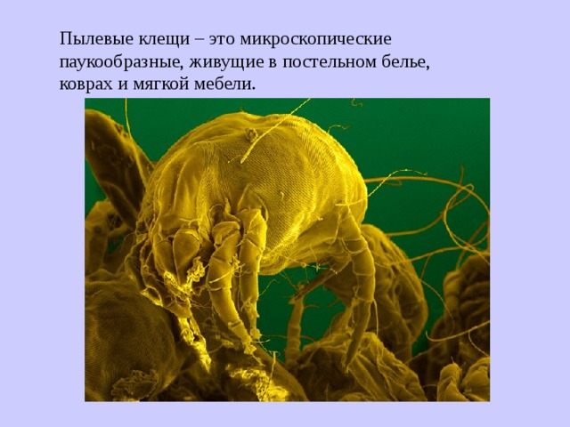 Пылевые клещи – это микроскопические паукообразные, живущие в постельном белье, коврах и мягкой мебели. 