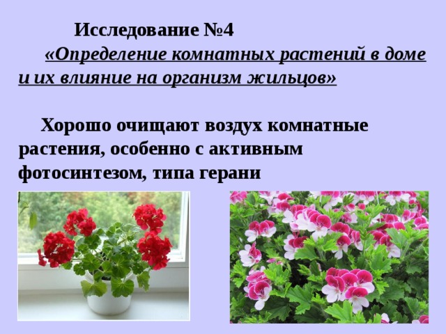         Исследование №4  «Определение комнатных растений в доме и их влияние на организм жильцов»   Хорошо очищают воздух комнатные растения, особенно с активным фотосинтезом, типа герани    