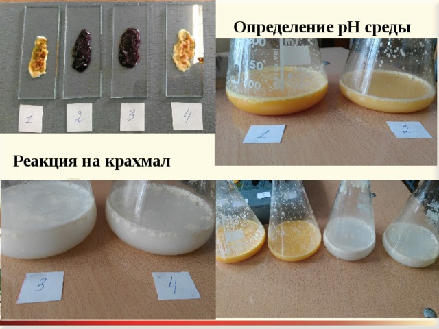 Определение рН среды Реакция на крахмал 
