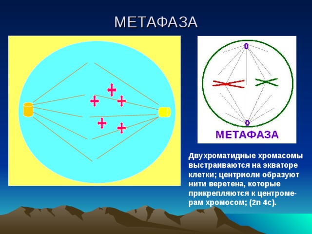 МЕТАФАЗА Двухроматидные хромасомы выстраиваются на экваторе клетки; центриоли образуют нити веретена, которые прикрепляются к центроме-рам хромосом; (2 n 4c) . 