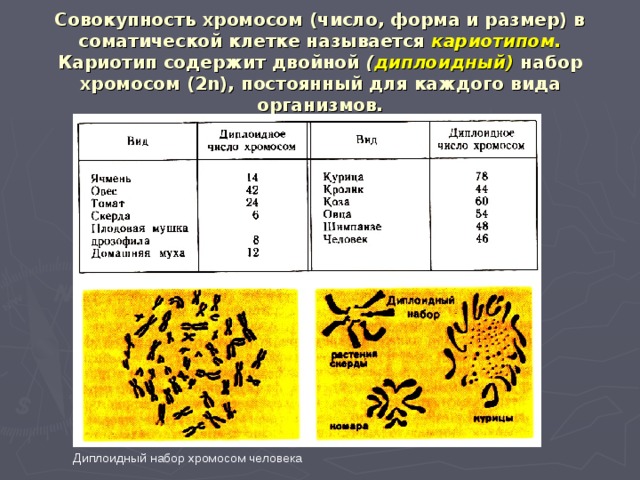 Совокупность хромосом (число, форма и размер) в соматической клетке называется кариотипом.  Кариотип содержит двойной ( диплоидный)  набор хромосом ( 2n ),  постоянный для каждого вида организмов.  Диплоидный набор хромосом человека 