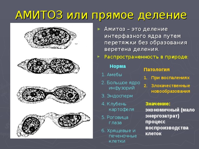 АМИТОЗ или прямое деление Амитоз – это деление интерфазного ядра путем перетяжки без образования веретена деления. Распространенность в природе:   Норма 1. Амебы 2. Большое ядро инфузорий 3. Эндосперм 4. Клубень картофеля 5. Роговица глаза 6. Хрящевые и печеночные клетки Патология При воспалениях Злокачественные новообразования Значение: экономичный (мало энергозатрат) процесс воспроизводства клеток 