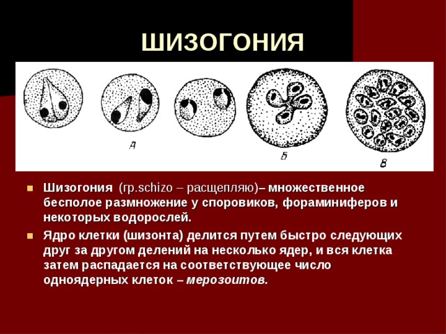 ШИЗОГОНИЯ Шизогония (гр. schizo – расщепляю) – множественное бесполое размножение у споровиков, фораминиферов и некоторых водорослей. Ядро клетки (шизонта) делится путем быстро следующих друг за другом делений на несколько ядер, и вся клетка затем распадается на соответствующее число одноядерных клеток – мерозоитов.   