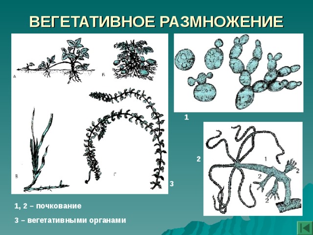ШИЗОГОНИЯ Шизогония (гр. schizo – расщепляю) – множественное бесполое размножение у споровиков, фораминиферов и некоторых водорослей. Ядро клетки (шизонта) делится путем быстро следующих друг за другом делений на несколько ядер, и вся клетка затем распадается на соответствующее число одноядерных клеток – мерозоитов. 