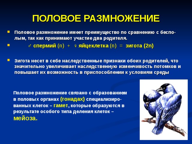 ВЕГЕТАТИВНОЕ РАЗМНОЖЕНИЕ 1 2 3 1, 2 – почкование 3 – вегетативными органами 