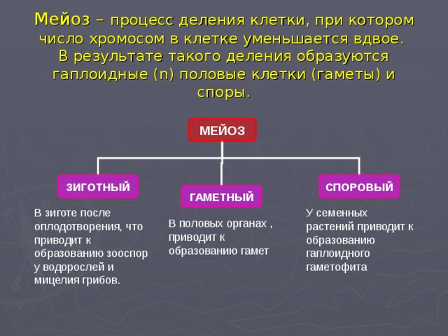 ПОЛОВОЕ РАЗМНОЖЕНИЕ Половое размножение имеет преимущество по сравнению с беспо-лым, так как принимают участие два родителя.  ♂ спермий ( n) + ♀ яйцеклетка (n) = зигота  (2 n)  Зигота несет в себе наследственные признаки обоих родителей, что значительно увеличивает наследственную изменчивость потомков и повышает их возможность в приспособлении к условиям среды  Половое размножение связано с образованием в половых органах (гонадах) специализиро-ванных клеток – гамет , которые образуются в результате особого типа деления клеток – мейоза. 