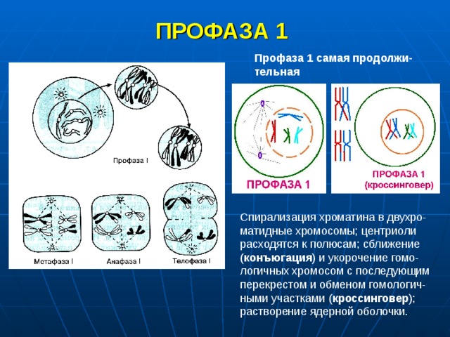 МЕЙОЗ Мейоз состоит из двух последовательных делений – мейоза 1 и мейоза 2. Удвоение ДНК происходит только перед мейозом 1, а между делениями отсутствует интерфаза. При первом делении расходятся гомологичные хромосомы и их число уменьшается вдвое, а во втором – хроматиды и образуются зрелые гаметы. Особенностью первого деления является сложная и длительная по времени профаза. 