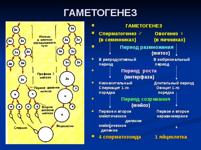 МЕЙОЗ 2 Второе мейотическое деление идет по типу митоза. В анафазе 2 к полюсам расходятся хроматиды, которые и становятся дочерними хромосомами. Из каждой исходной клетки в результате мейоза образуется четыре клетки с гаплоидным набором хромосом. 