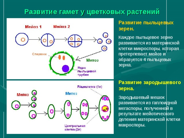 ГАМЕТОГЕНЕЗ  ГАМЕТОГЕНЕЗ Сперматогенез ♂  Овогенез ♀ (в семенниках) (в яичниках)  Период размножения     (митоз) В репродуктивный В эмбриональный период период  Период роста    (интерфаза) Незначительный Длительный период Спермацит 1-го Овоцит 1-го порядка порядка  Период созревания     (мейоз) Первое и второе Первое и второе мейотическое неравномерное деление мейотическое     деление 4 сперматозоида 1 яйцеклетка  