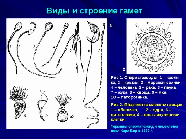 Развитие гамет у цветковых растений Развитие пыльцевых зерен. Каждое пыльцевое зерно развивается из материнской клетки микроспоры, которая претерпевает мейоз и образуется 4 пыльцевых зерна. Развитие зародышевого зерна. Зародышевый мешок развивается из гаплоидной мегаспоры, полученной в результате мейотического деления материнской клетки макроспоры. 