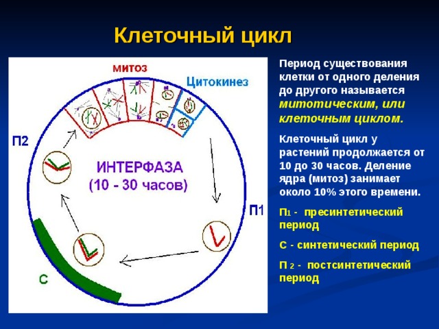 Клеточный цикл Период существования клетки от одного деления до другого называется митотическим, или клеточным циклом. Клеточный цикл у растений продолжается от 10 до 30 часов. Деление ядра (митоз) занимает около 10% этого времени. П 1 - пресинтетический период С - синтетический период П 2 - постсинтетический период 