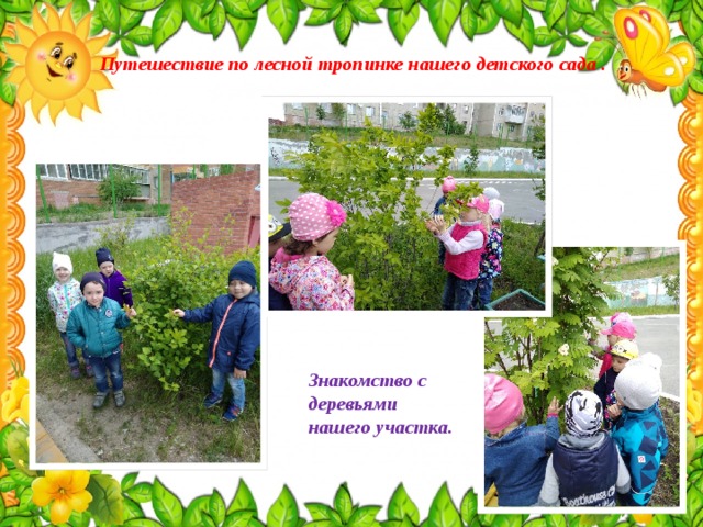 Путешествие по лесной тропинке нашего детского сада . Знакомство с деревьями нашего участка. 