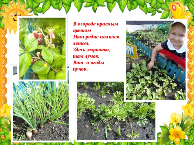 В огороде красным цветом  Наш редис налился летом.  Здесь морковка, там лучок.  Вот и ягоды пучок.   