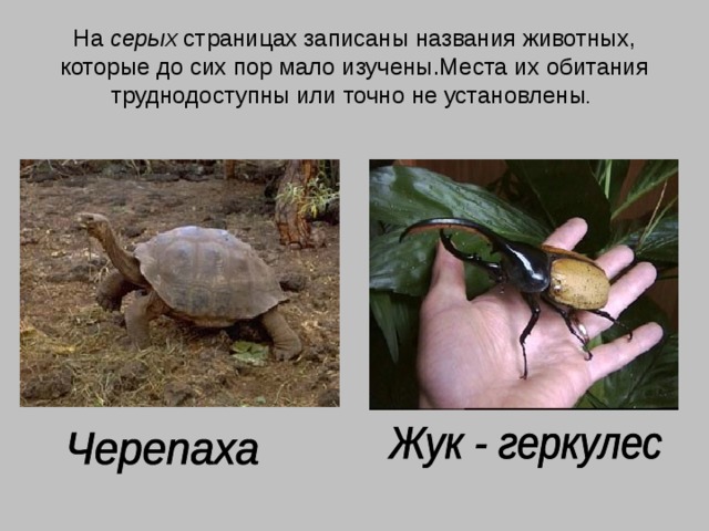 На серых страницах записаны названия животных, которые до сих пор мало изучены.Места их обитания труднодоступны или точно не установлены .  