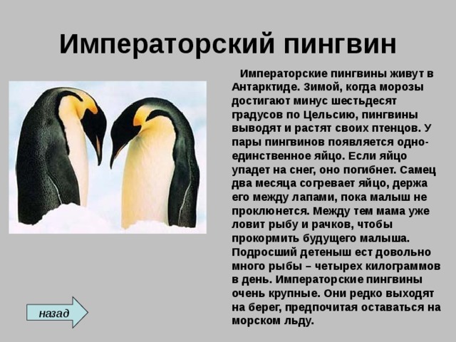 Императорский пингвин  Императорские пингвины живут в Антарктиде. Зимой, когда морозы достигают минус шестьдесят градусов по Цельсию, пингвины выводят и растят своих птенцов. У пары пингвинов появляется одно-единственное яйцо. Если яйцо упадет на снег, оно погибнет. Самец два месяца согревает яйцо, держа его между лапами, пока малыш не проклюнется. Между тем мама уже ловит рыбу и рачков, чтобы прокормить будущего малыша. Подросший детеныш ест довольно много рыбы – четырех килограммов в день. Императорские пингвины очень крупные. Они редко выходят на берег, предпочитая оставаться на морском льду. назад 