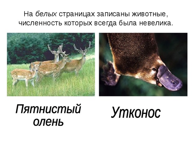 На белых страницах записаны животные, численность которых всегда была невелика. 