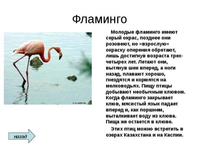 Фламинго  Молодые фламинго имеют серый окрас, позднее они розовеют, но «взрослую» окраску оперения обретают, лишь достигнув возраста трех-четырех лет. Летают они, вытянув шеи вперед, а ноги назад, плавают хорошо, гнездятся и кормятся на мелководьях. Пищу птицы добывают необычным клювом. Когда фламинго закрывает клюв, мясистый язык падает вперед и, как поршнем, выталкивает воду из клюва. Пища же остается в клюве.  Этих птиц можно встретить в озерах Казахстана и на Каспии. назад 