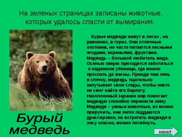 На зеленых страницах записаны животные, которых удалось спасти от вымирания.  Бурые медведи живут в лесах , на равнинах, в горах. Они отличные охотники, но часто питаются лесными ягодами, кореньями, фруктами. Медведь – большой любитель меда. Осенью зверю приходится заботиться о надежном убежище, где можно проспать до весны. Прежде чем лечь в спячку, медведь тщательно запутывает свои следы, чтобы никто не смог найти его берлогу. Накопленный заранее жир помогает медведю спокойно перенести зиму. Медведи – умные животные, их можно приручить, они легко поддаются дрессировке, но встретить медведя в лесу опасно, можно погибнуть.  назад 