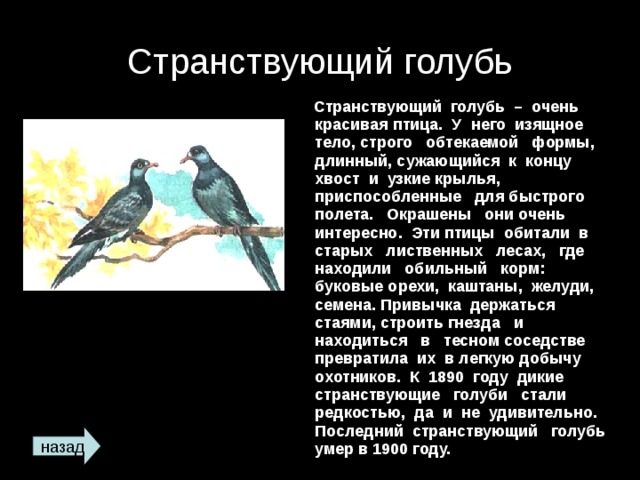 Странствующий голубь  Странствующий голубь – очень красивая птица. У него изящное тело, строго обтекаемой формы, длинный, сужающийся к концу хвост и узкие крылья, приспособленные для быстрого полета. Окрашены они очень интересно. Эти птицы обитали в старых лиственных лесах, где находили обильный корм: буковые орехи, каштаны, желуди, семена. Привычка держаться стаями, строить гнезда и находиться в тесном соседстве превратила их в легкую добычу охотников. К 1890 году дикие странствующие голуби стали редкостью, да и не удивительно. Последний странствующий голубь умер в 1900 году.  назад 
