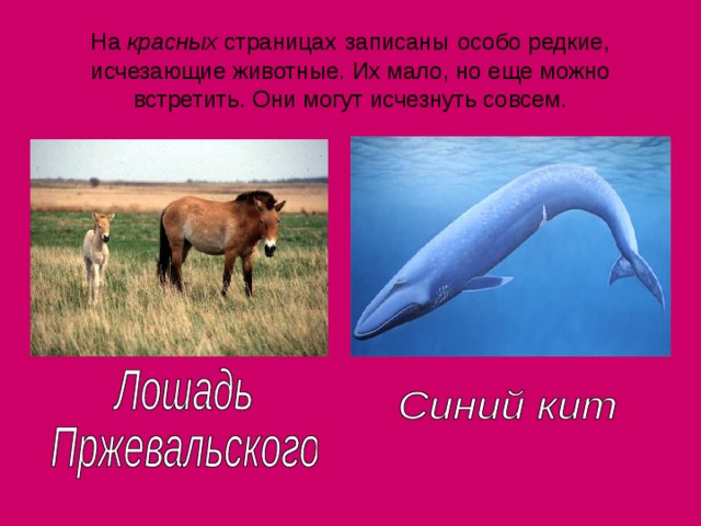 На красных страницах  записаны  особо редкие, исчезающие животные. Их мало, но еще можно встретить. Они могут исчезнуть совсем. 