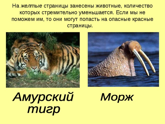 На желтые страницы занесены животные, количество которых стремительно уменьшается. Если мы не поможем им, то они могут попасть на опасные красные страницы. 