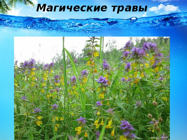 Магические травы  