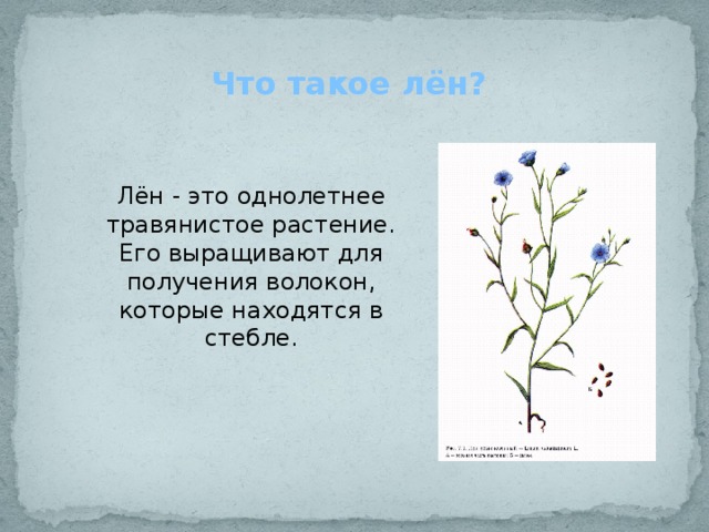 Что такое лён? Лён - это однолетнее травянистое растение. Его выращивают для получения волокон, которые находятся в стебле. 