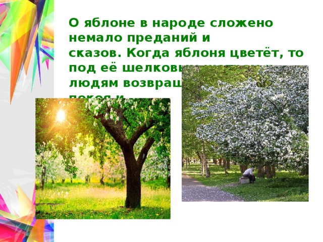 О яблоне в народе сложено немало преданий и сказов. Когда яблоня цветёт, то под её шелковым шатром к людям возвращается чувство покоя и здоровья. 